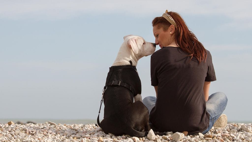 Koira on osa perhettä.