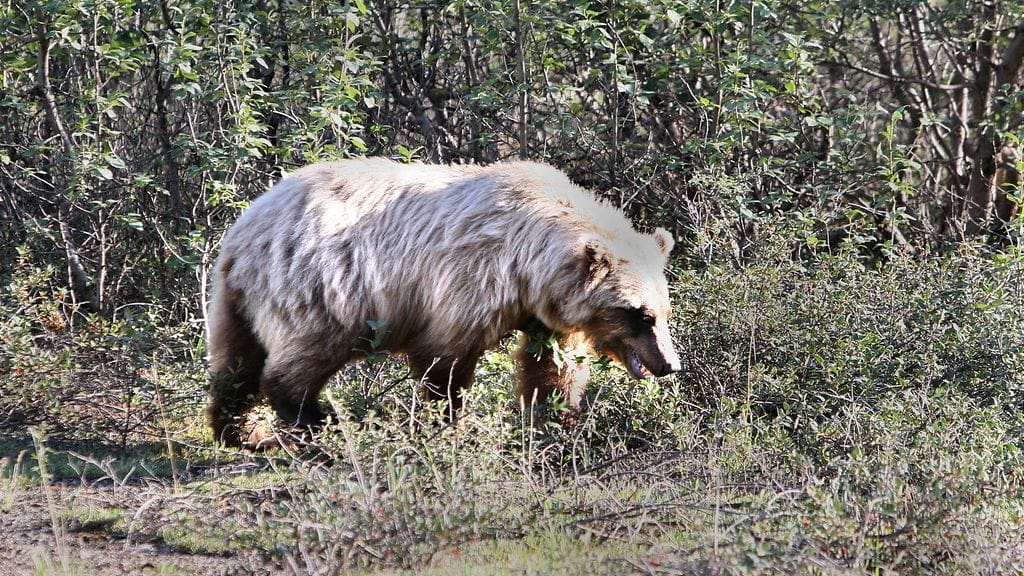 Vuonna 2015 toukokuun 30. päivän ja syyskuun 18. päivän Denalin kansallispuistossa oli raportoitu kaikkiaan 61 karhun ja ihmisen välistä kontaktia. Kuvituskuva.