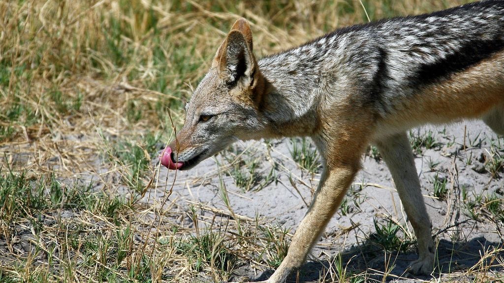 Sakaalien odotetaan saapuvan Suomeen Venäjän kautta seuraavien kymmenen vuoden aikana.