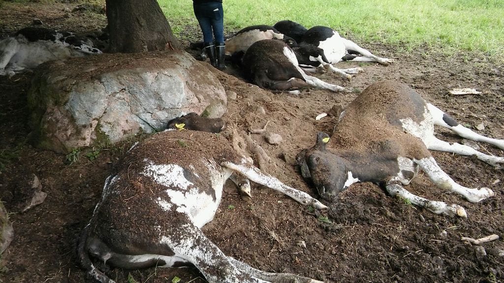 Hiehot kuolivat maanantain ja tiistain välisenä yönä kuuseen osuneeseen salamaan.