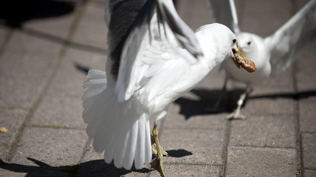 Rokit ovat muuttuneet röyhkeiksi niitä ruokkivien turistien vuoksi.