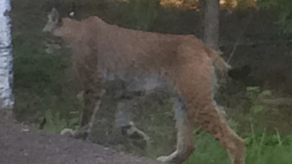 Ilves Kouvolassa takapihalla 2