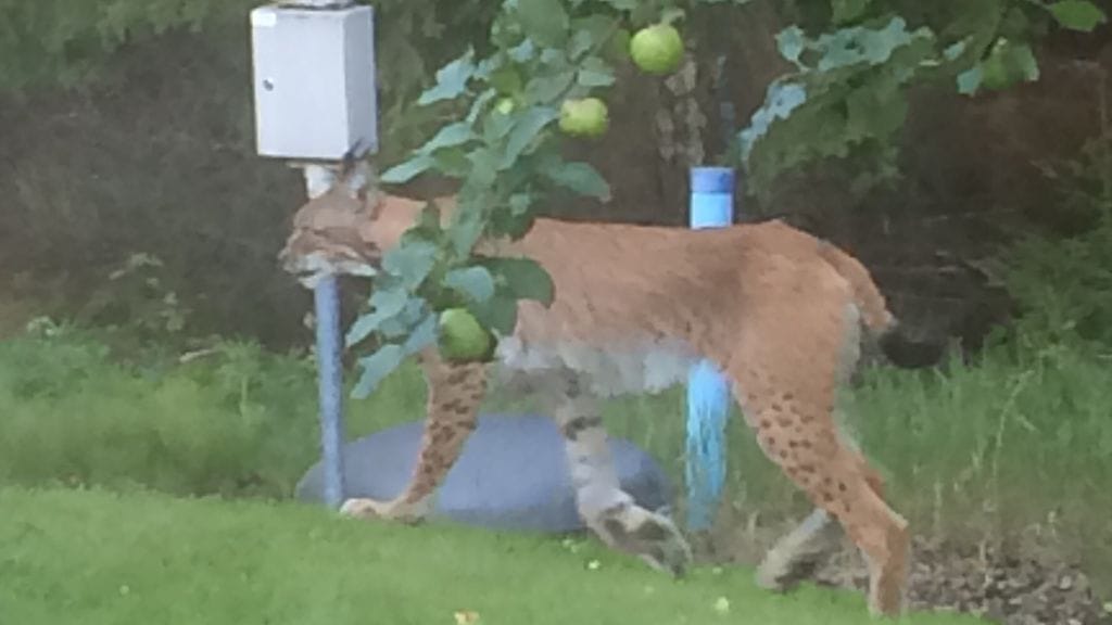 Ilves Kouvolassa takapihalla 4