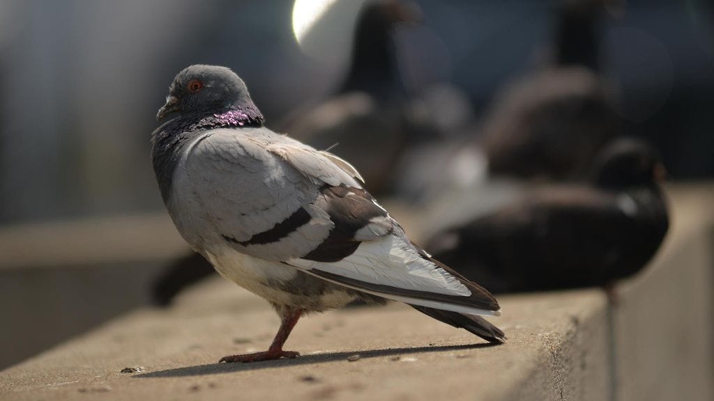 Pelastuslaitos auttoi pulaan joutunutta pulua. Kuvan pulu ei liity tapaukseen.