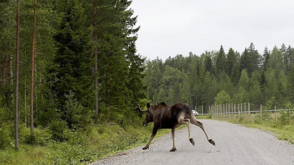 Metsästys kestää joulukuun loppuun.