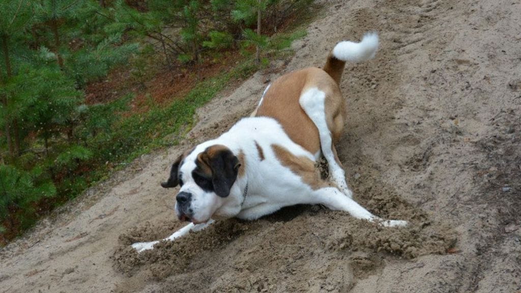 Satakiloinen bernhardilaiskoira Viljo katosi maanantaina ja löytyi tänään kuolleena Korpilahdella. Sadat ovat ottaneet osaa etsintöihin ja suruun. Kuva: Mikko Sorennon kotialbumi.