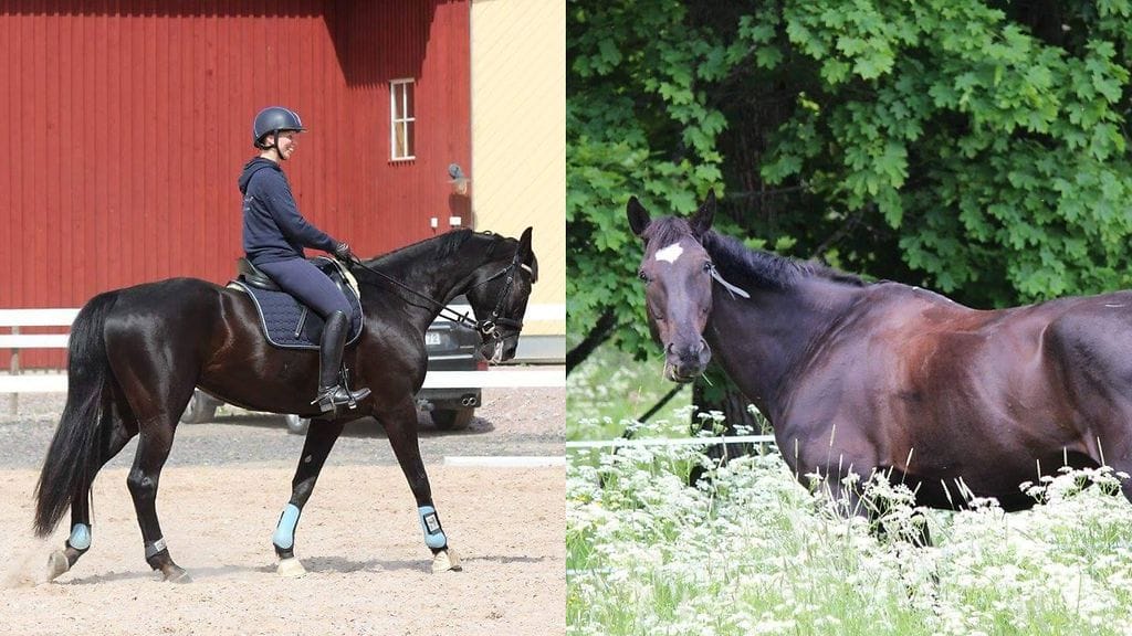 Aino ja Laku karkasivat ratsastajilta maastossa vesilaitoksen takana olevalla Myllärintiellä sunnuntaina illalla kello 19.30. Jäljet johtivat Vedenpuhdistamon ja Gumböle Golfin takana olevaan metsikköön ja katosivat sinne.