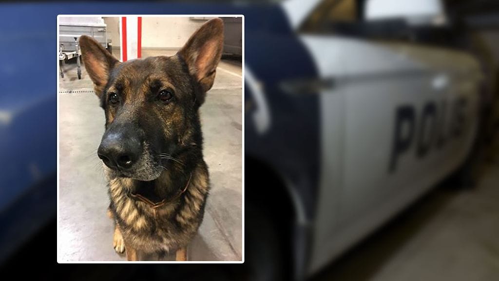 Eddie-koira löysi pahasti kylmettyneen tytön.