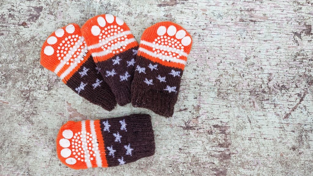 Sukat muuttivat 14-vuotiaan epävarman koiravanhuksen elämän täysin.