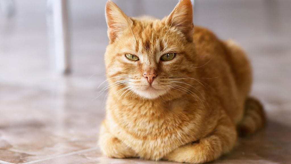 Kuvan kissa ei liity tapaukseen. Kuvituskuva.