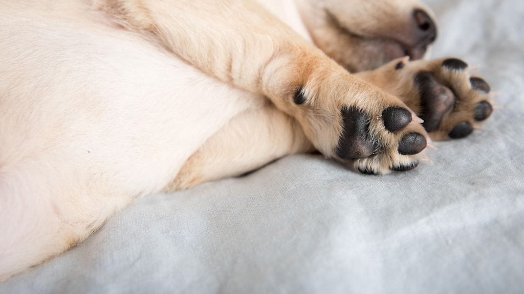 Vuoden ikäinen koiranpentu koki surullisen kohtalon. Kuvituskuva.