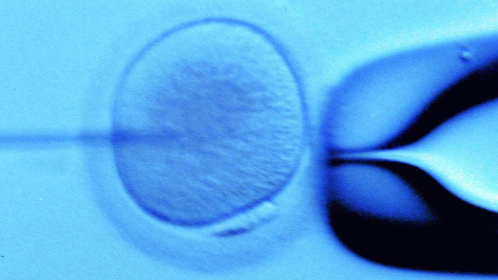 Lapset olivat saaneet alkunsa keinohedelmöityksellä Yhdysvalloissa.