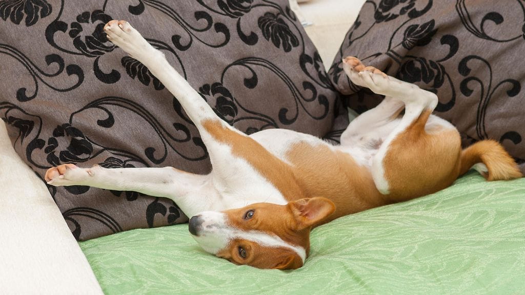 Koirien aamuvenytykset näyttävät nautinnollisilta.