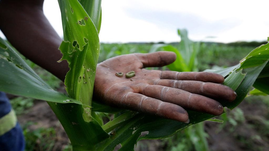 Arkistokuva. Spodoptera frugiperda -nimisen yökön toukkia Zimbabwessa 26.1.2017.