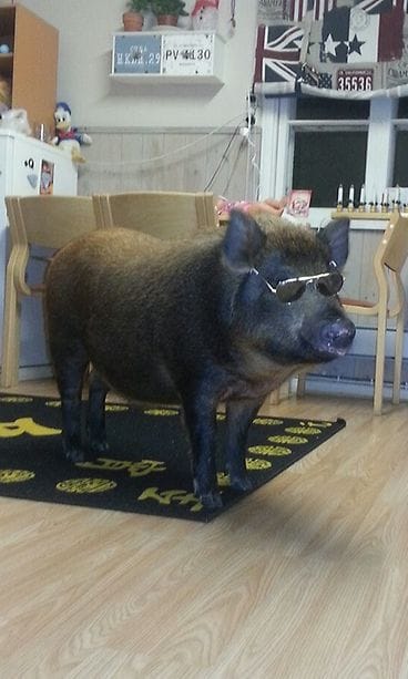 Nasu aurinkolasit päässä