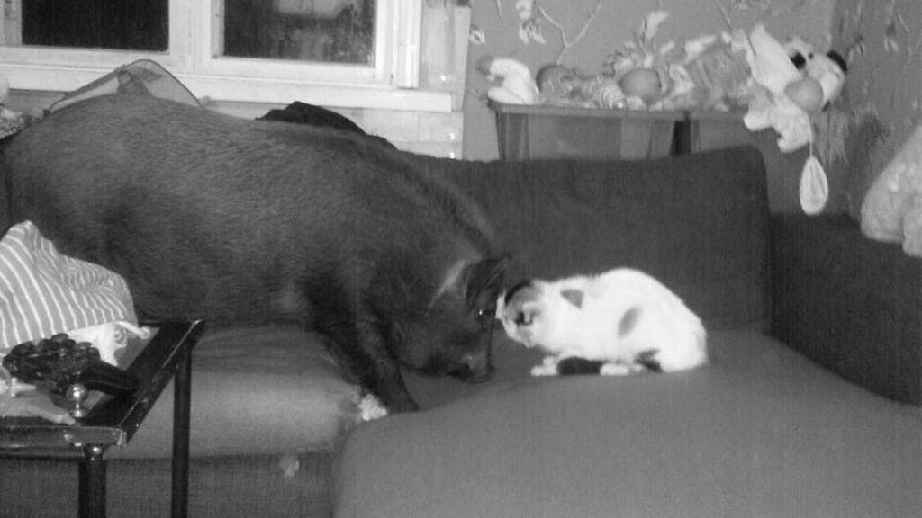 Minipossu Nasu ja Börje-kissa