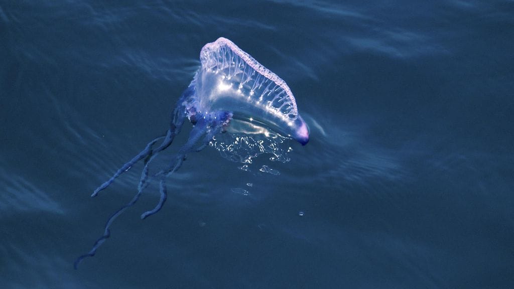 Portugalinsotalaiva kuvattuna Azoreiden saariryhmän lähistöllä Atlantilla.