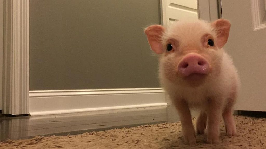 Hank on kerännyt itselleen suuren fanijoukon.