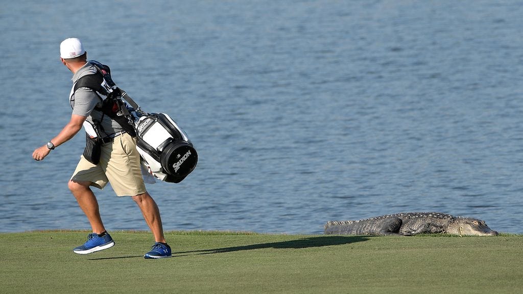 Smiley Kaufmanin caddie John Yarborough pakeni nurmella maannutta alligaattoria.