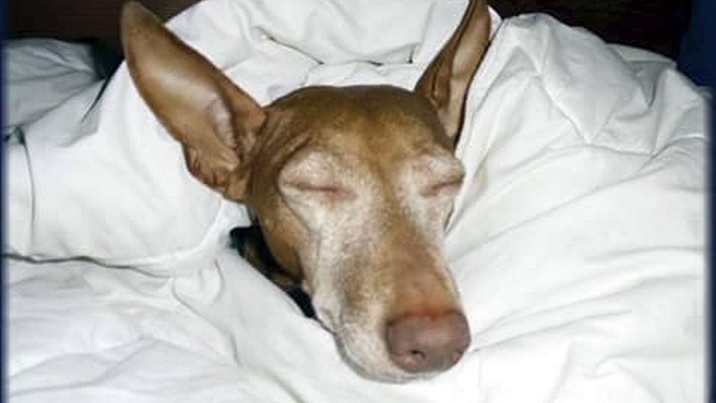 Anni-koira pääsi takaisin kotiin.