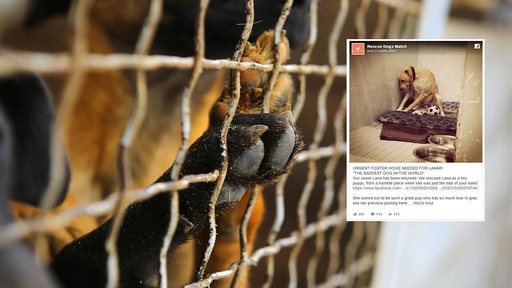 Kovia kokenut koira ei ole vielä löytänyt perhettä, joka pystyisi huolehtimaan sen ainutlaatuisesta luonteesta.