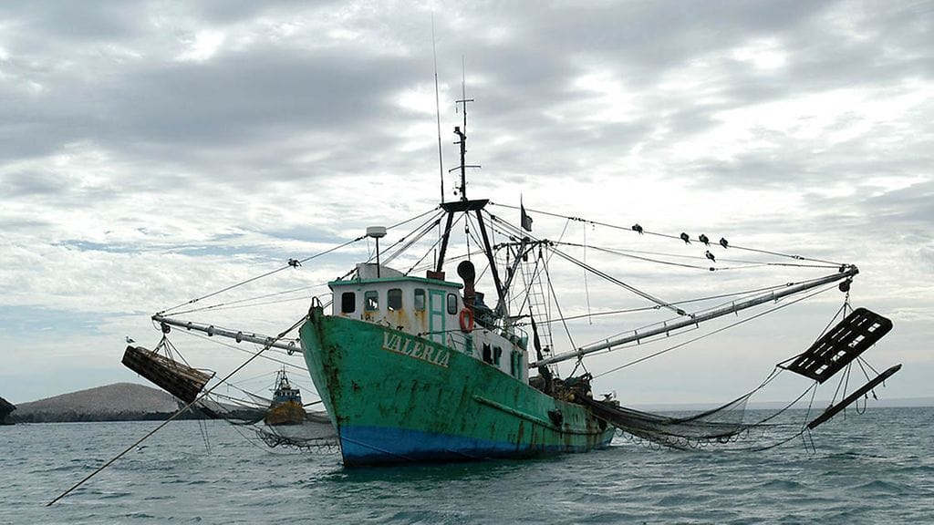 Merikilpikonnat, pyydys, turvallinen pyydys