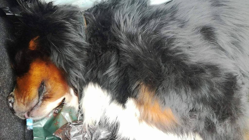 Berninpaimenkoira Federer