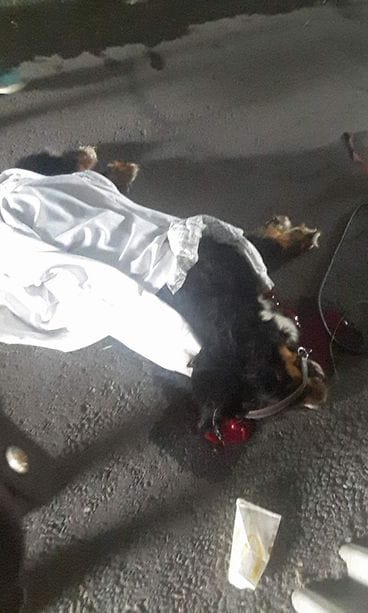 Berninpaimenkoira Federer (4)