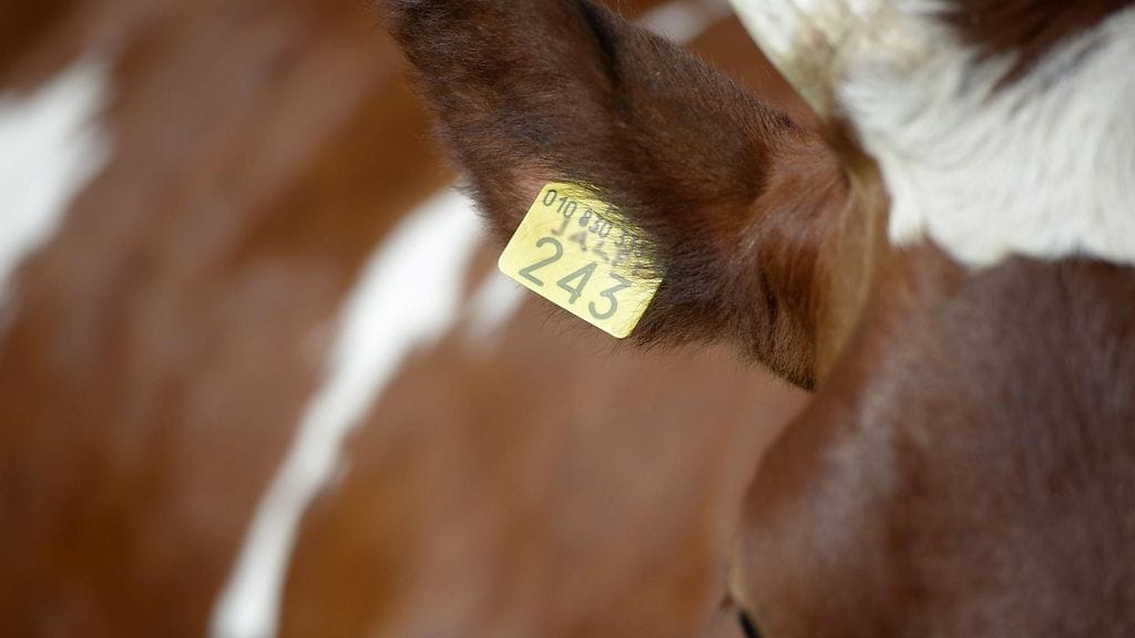 Kuvituskuvaa, kuvan nauta ei liity tapaukseen.