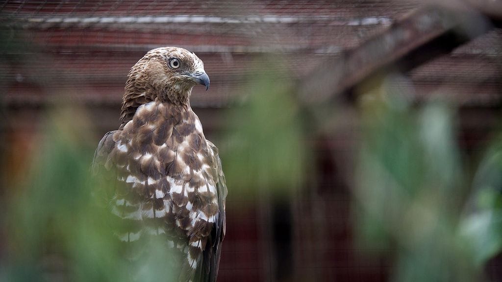 haukka kuvituskuva lintu