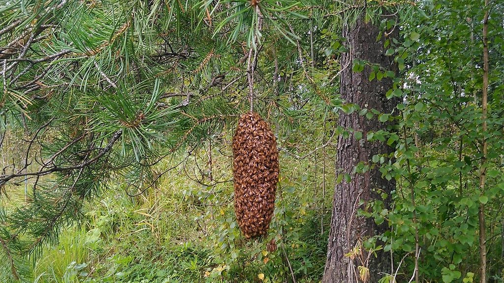 Mehiläisparvi puun oksalla, joka taipuu niiden painosta.