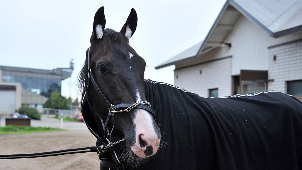 Obrigado ansaitsi Vermossa Derby-finaalin kolmossijastaan syyskuun alussa yli 42 000 euroa.