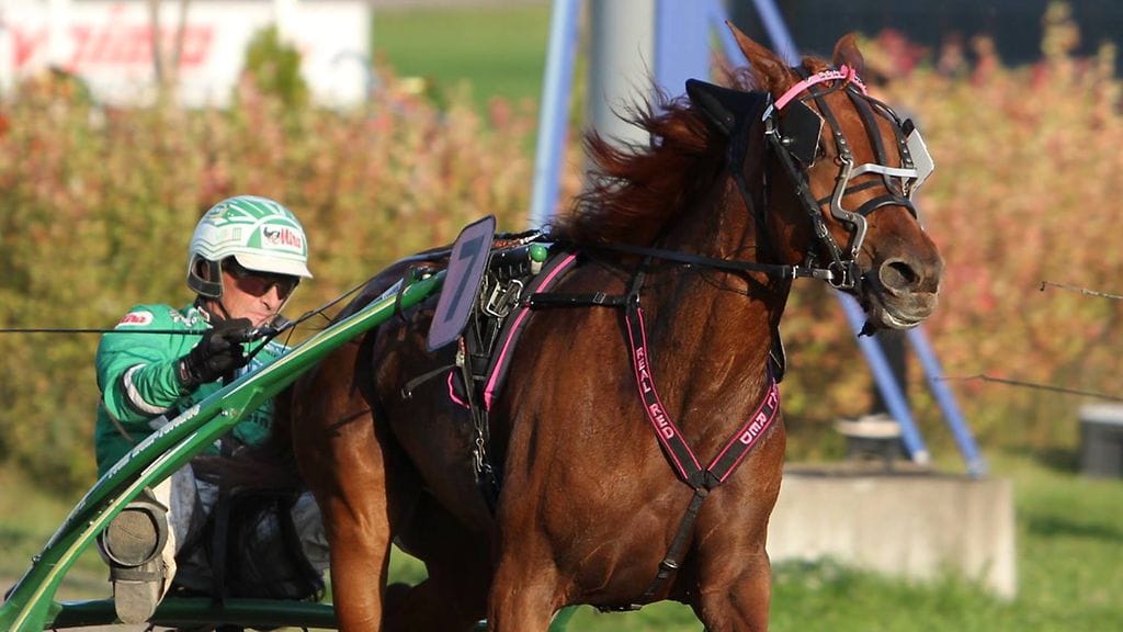 Ari Moilanen on ohjastanut Real Redin tähänastisen uran rahakkaimman saavutuksen: yli 15 000 euron arvoisen Villinmiehen tammakilvan kolmossijan Lappeenrannassa.