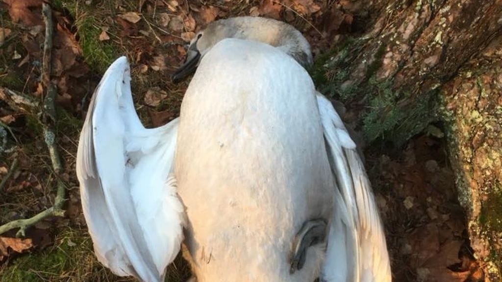 Kuollut joutsen Laajasalossa.