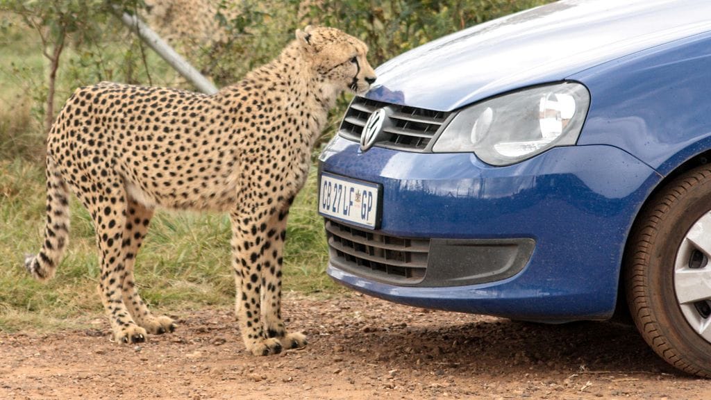 Eteläafrikkalainen gepardi tutkii Volkswagen Poloa.
