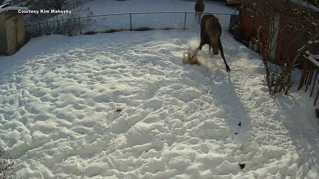 Emännän mukaan Daisy rakastaa muun muassa kalaretkiä.