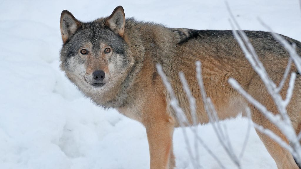 Koiran epäillään tulleen suden tappamaksi Iitissä lauantaina. Kuvituskuva.