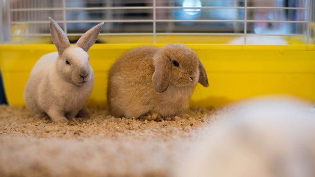 Suunnitelmat lemmikkieläinten myynnistä rautakaupassa ovat herättäneet paljon keskustelua sen jälkeen, kun Joensuun Prisma tiedotti suunnitelmistaan reilu viikko sitten.