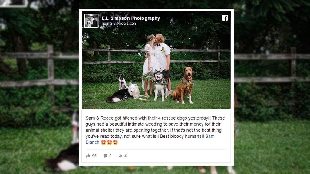 Samin ja Reecen koira huolehti kuitenkin vain videokuvauksesta. Ihminen otti itse hääkuvat.