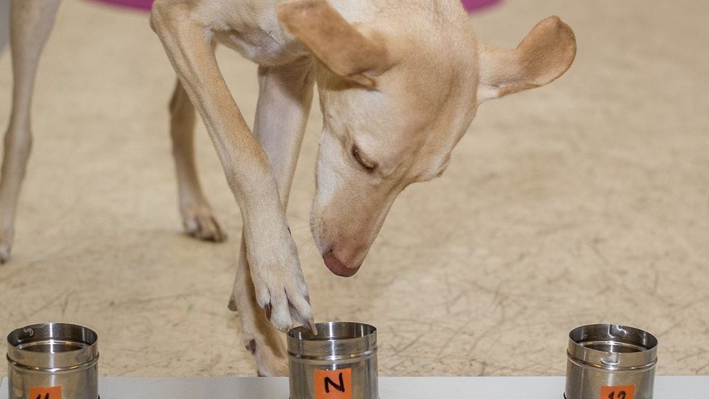 Syöpähajukoira haistelee