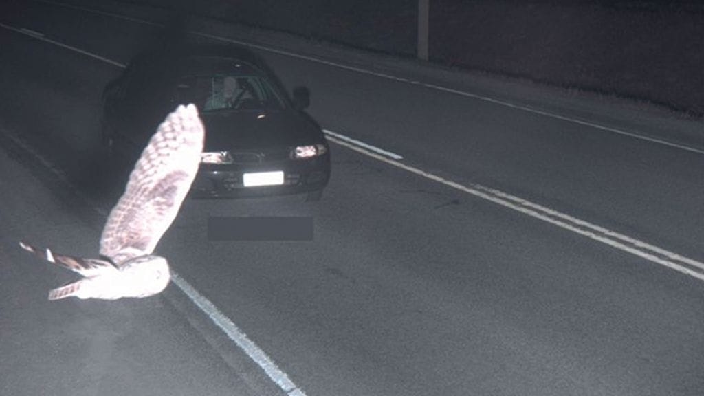 Pöllö liihotti automaattisen valvontakameran ohi samalla, kun kamera tallensi ylinopeutta ajaneen kuljettajan. Kuva: Poliisi