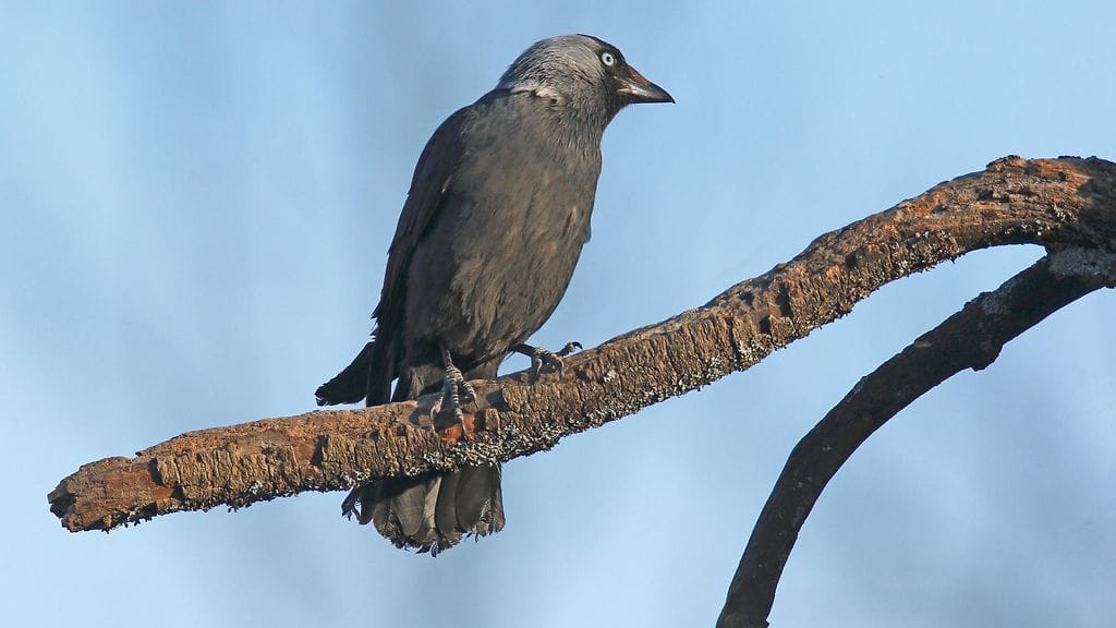Nykyisin naakkoja saa ampua vain poikkeusluvalla, jonka myöntää ely-keskus.