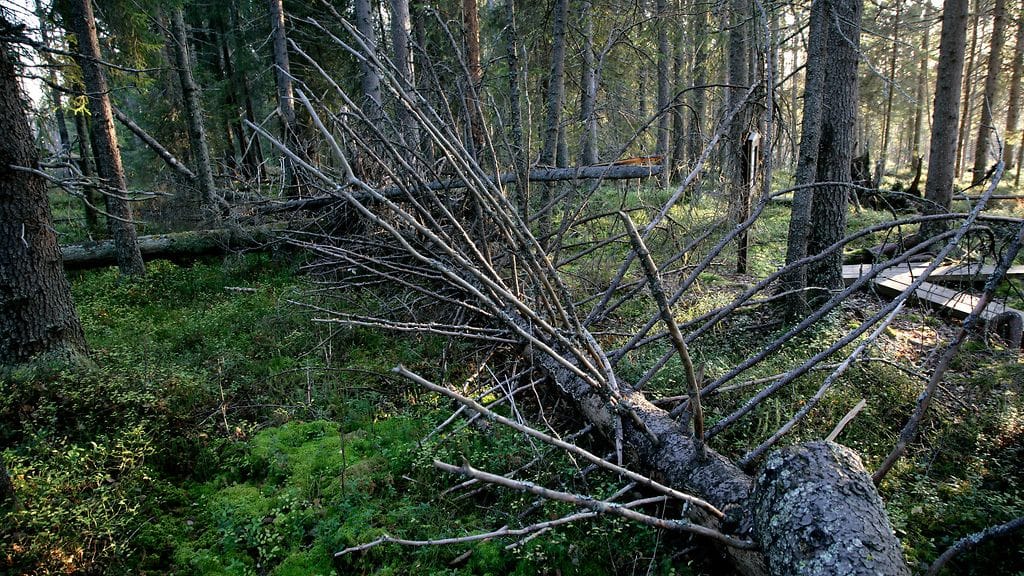 Myrskyn runtelemaa metsää Rovaniemellä