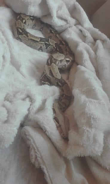 Olli-käärme pyyhkeissä