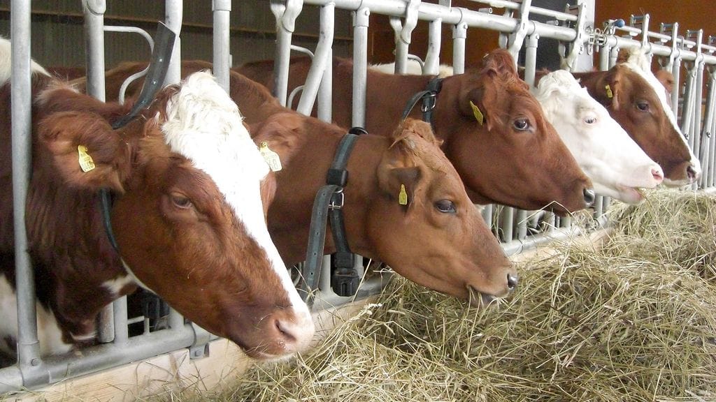 AOP, lehmä, lehmiä, navetta