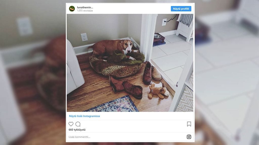 Luna-koira kerää omistajansa kenkiä viereensä lohdutukseksi, kun tämä lähtee kotoa.