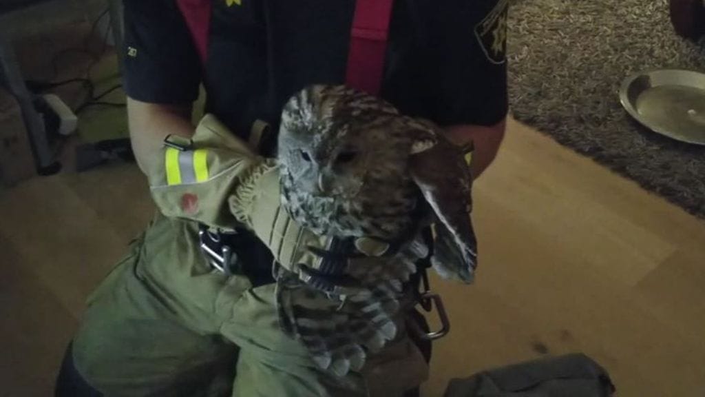 Arkistokuva lehtopöllöstä. Kyseinen yksilö oli päätynyt takkaan marraskuussa 2018.