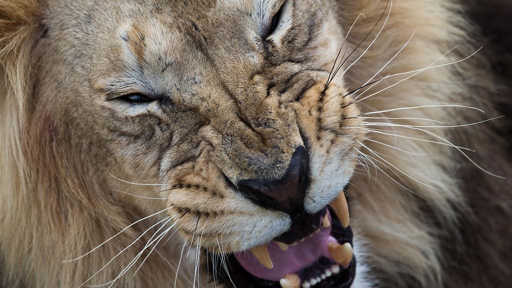 Kuvan leijona ei liity tapaukseen.