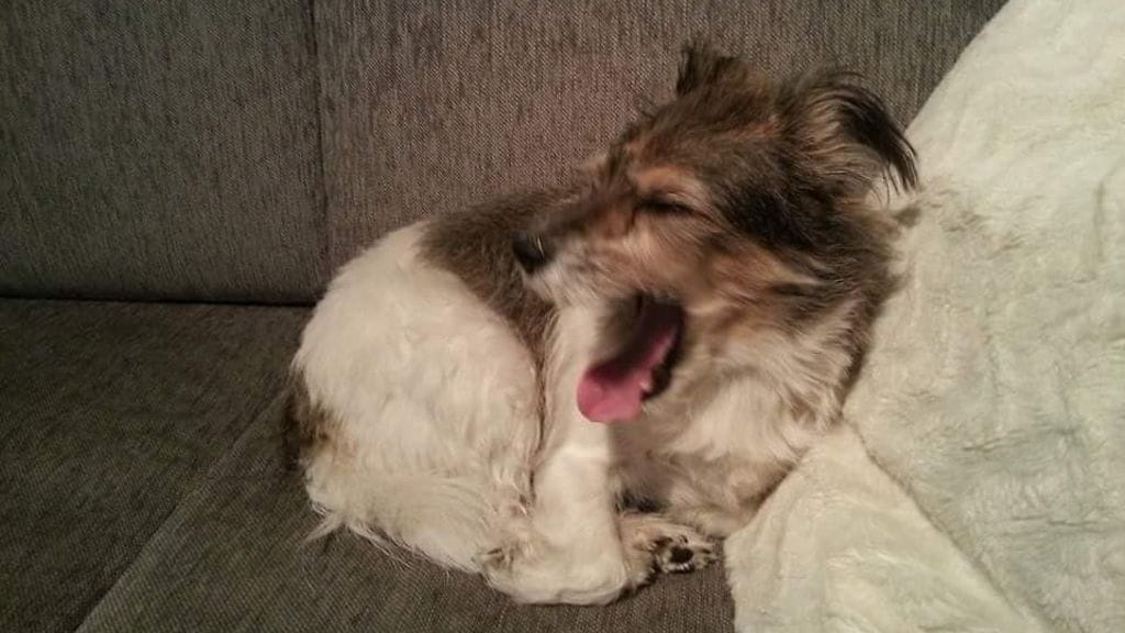 10-vuotias narttukoira on palautunut omistajalle, poliisi vahvistaa.