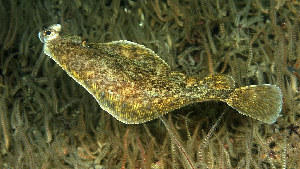 Tavallinen kampela eli Platichthys flesus kuvattuna Skotlannin itärannikolla Berwickissä vuonna 2007.